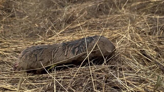 Rare footage of a wet blind mole rat (Spalax) with matted spiky fur, frightened and dashing across dry cracked soil before disappearing into tall dry grass in bright summer sunlight