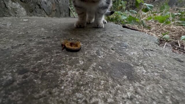 curious tabby cat sniffs and paws at an injured banded centipede curled on stone. Domestic pet investigates a venomous arthropod, showing predator instinct in a backyard
