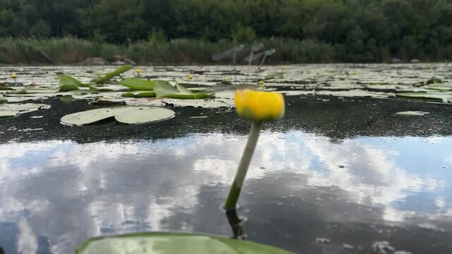 pair of damselflies mate on a yellow water lily flower on a calm river. Floating lily pads and cloud reflections surround them &mdash; aquatic insect reproduction in a natural wetland in summer
