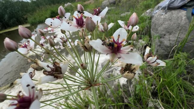 Flowering rush (Butomus umbellatus) blooms at a river's edge, its white and pink umbel swaying in a gentle breeze as small bees visit. Delicate wild riverside wildflower in summer