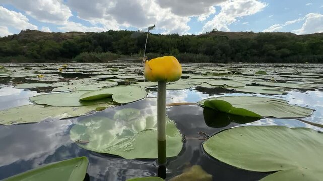 Low camera pushes in and out from a yellow water lily flower with a mating pair of damselflies on a calm river. Floating lily pads, cloud reflections and a wooded bank in summer