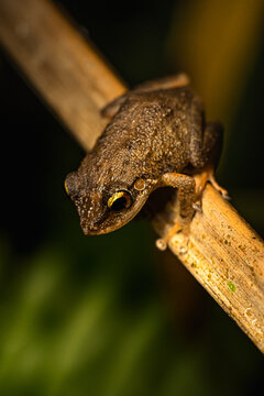 Coqui Comun de Puerto Rico