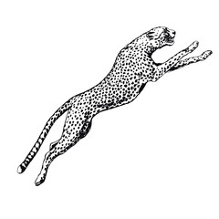 leopard png transparant background © RRR_Studio