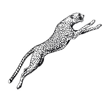 leopard png transparant background