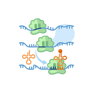 Molecular Biology Transcription and Translation Process Illustration.