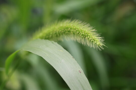 Green foxtail