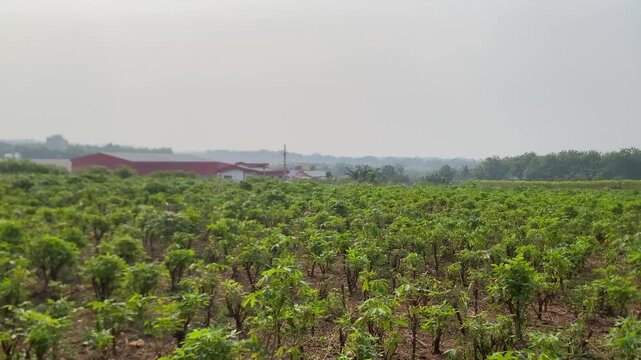Wide view of a lush green cassava plantation field under a bright overcast sky