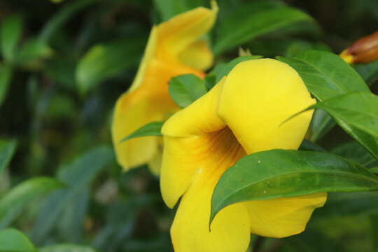 Close up of yellow allamanda cathartica flower blooming with green leaves in the garden.
