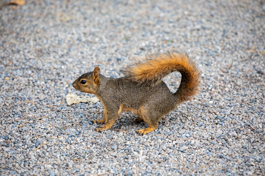 A profile shot of an inquisitive squirrel on a gravel path