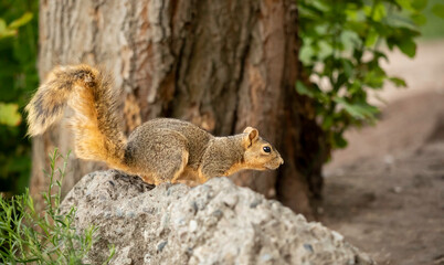 Side profile of a squirrel perched on a garden rock © Franz Sidney Art