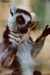 Fototapeta premium Lemur primate animal wildlife portrait closeup of a curious ring tailed lemur reaching for a twig, golden eyes focused, soft fur texture, shallow depth of field and warm tones.