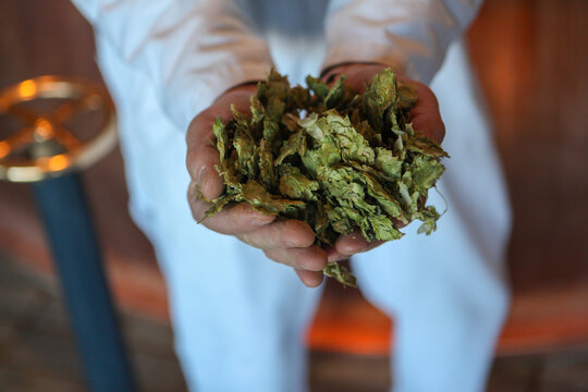 A brewer holds dried hops, a key ingredient in beer making, at a brewery in San Francisco, California, USA. The hops are essential for flavor and aroma.