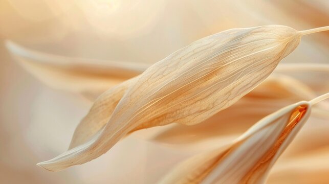 Dried wood sorrel pointed pod close up