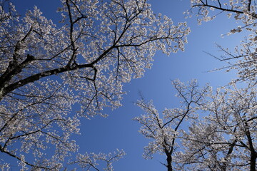Obraz premium Sakura cherry blossom branch spring sky blue flower bloom tree nature canopy frames clear sunlight airy seasonal garden view upward