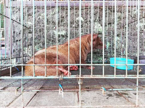 Brown Mongos ( LUWAK ) , life inside the cage