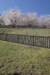 Fototapeta premium Sakura path fence grass blossom tree spring park blue sky wooden rail with tranquil garden walkway beside blooming branch