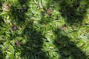 Obraz premium Top view of variegated broadleaf carpet grass (Axonopus compressus) with green and yellow striped leaves in the garden.