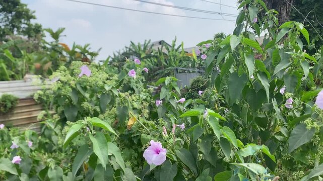 Lush ipomoea carnea shrubs with blooming pink flowers growing wild outdoors under a bright sky
