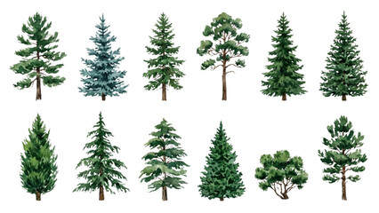 Fototapeta premium Architectural Evergreen Conifer Tree Watercolor Collection for Landscape Design Vector Set