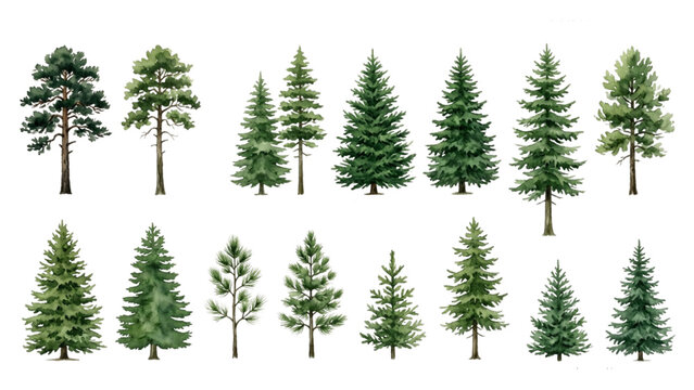 Architectural Conifer and Pine Tree Watercolor Entourage Collection Landscape Vector Set