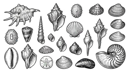 Hand drawn seashell collection in vintage etching style © rehan