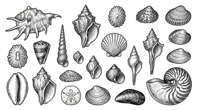 Hand drawn seashell collection in vintage etching style