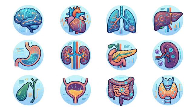 Collection of Human Internal Organs Illustrated Medical Anatomy Chart.