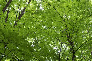 Fototapeta premium Bright green tree canopy viewed from below with sunlight filtering through lush foliage. Natural woodland background full of fresh spring leaves.