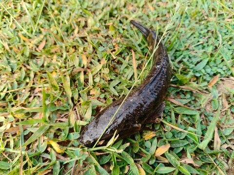 Channa striata or the&nbsp;striped snakehead fish. It is a species of&nbsp;snakehead&nbsp;fish. Its &nbsp;common name is snakehead,&nbsp;chevron snakehead, snakehead murrel&nbsp;and&nbsp;mudfish.