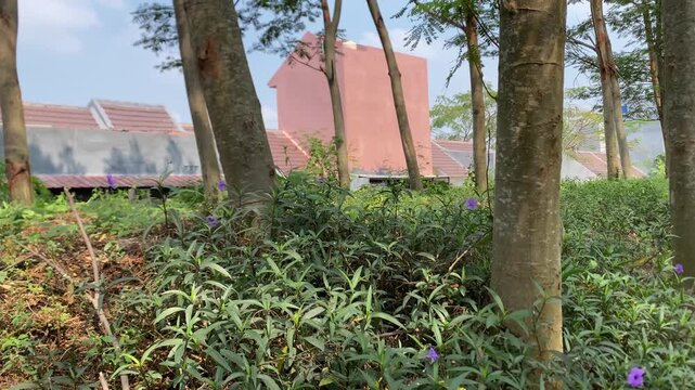 Lush green ruellia tuberosa bushes with small purple flowers growing around tree trunks near residential houses