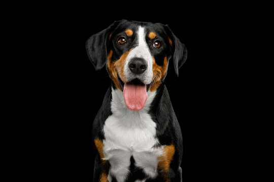 Entlebucher Mountain Dog puppy with open mouth and tongue out, looking at camera, studio portrait on black background