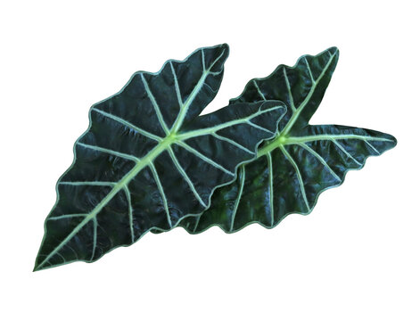 Elephant Ear or Colocasia esculenta leaves. Close up green leaves of Elephant Ear tree isolated on transparent baclground.	
