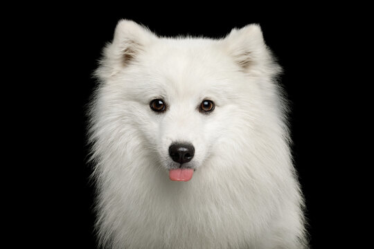 Japanese Spitz dog sticking tongue out with cheeky and playful expression, looking at camera, studio portrait on black background