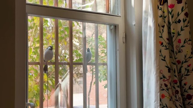 White eared bulbul songbird wildlife nature singing chirping with pair perched on fence backyard garden spring morning nesting family Tehran Iran Yerevan Armenia birdwatching melodious habitat avian