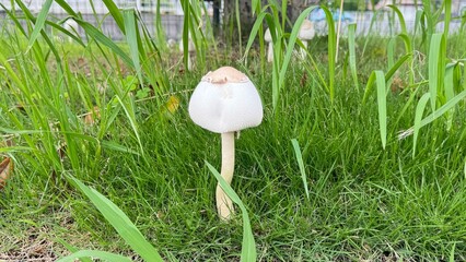  white mushrooms among the weeds © Rachel