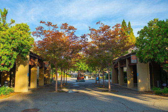Longevity Turtle statue in De Anza College in city of Cupertino, California CA, USA. 