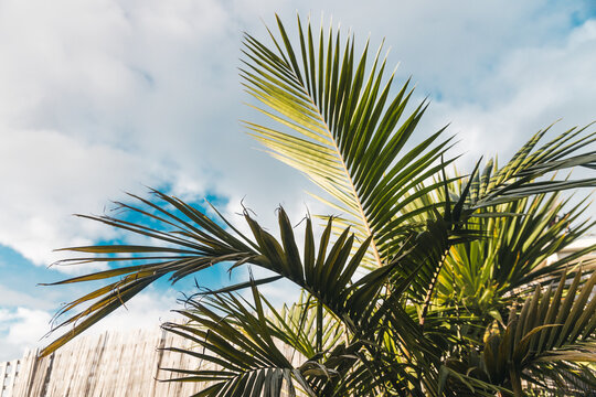majestic palm in lush tropical australian backyard with bamboo fence