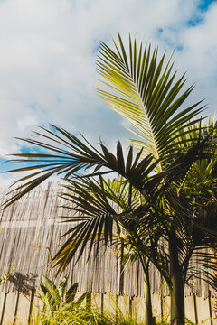 majestic palm in lush tropical australian backyard with bamboo fence