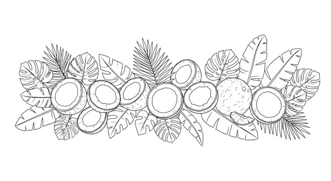 Hand drawn coconut and tropical palm leaves horizontal border.