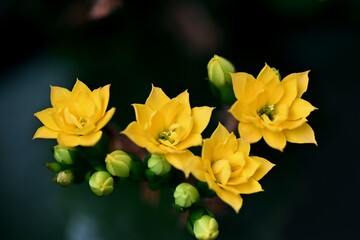 Fototapeta premium カランコエの花