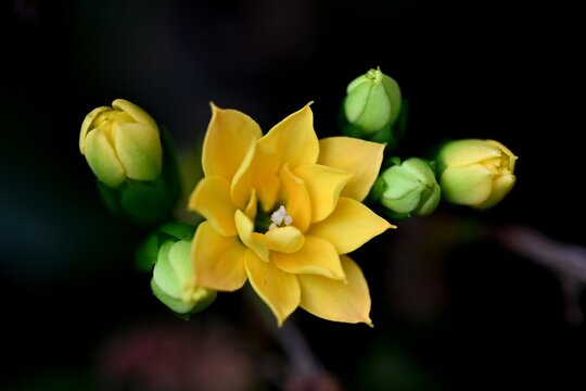カランコエの花