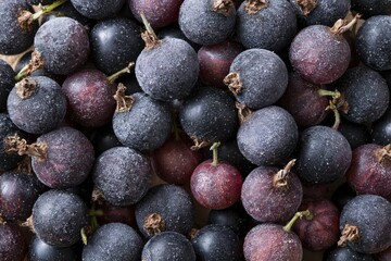 Obraz premium The Grapes in Frost: Close-Up of Dark Purple Bunches Gleaming