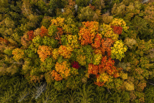 Aerial view of a dense forest during autumn, featuring vibrant orange, red, yellow, and green foliage with a single deep red tree standing out in the canopy, Luxembourg.