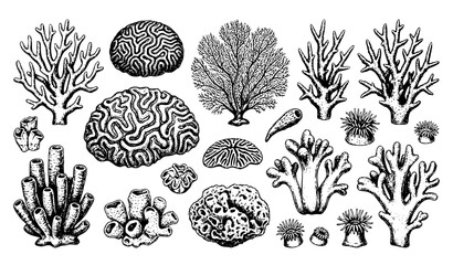 Vintage Hand Drawn Coral Reef Vector Collection EPS10 © MD