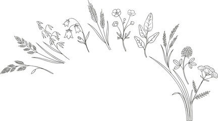 Fototapeta premium Hand Drawn Meadow Wildflower Border Vector Collection with Botanical Grass, Clover, Bellflower, Buttercup, Yarrow, and Rustic Floral Line Art Elements