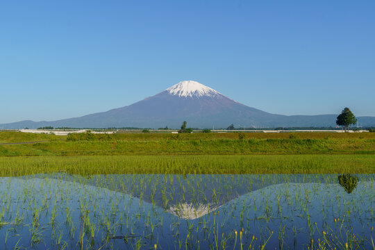 Beautiful spring landscape of Mount Fuji reflected on a freshly planted rice paddy under a clear blue sky in Gotemba, Shizuoka, Japan.