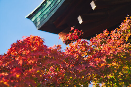 Red maple leaf of Hokoku shrine (Hokoku-jinja) in Osaka castle park, Osaka, Japan.