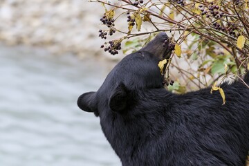 Fototapeta premium The Black Bear Foraging Along a Riverbank Near Berries and Branches