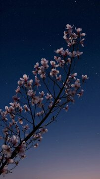 Night Sky Floral Bloom Branches Glowing Stars Blue Evening Nature Photography