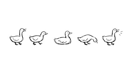 Fototapeta premium PNG Charming ducks line art illustration.